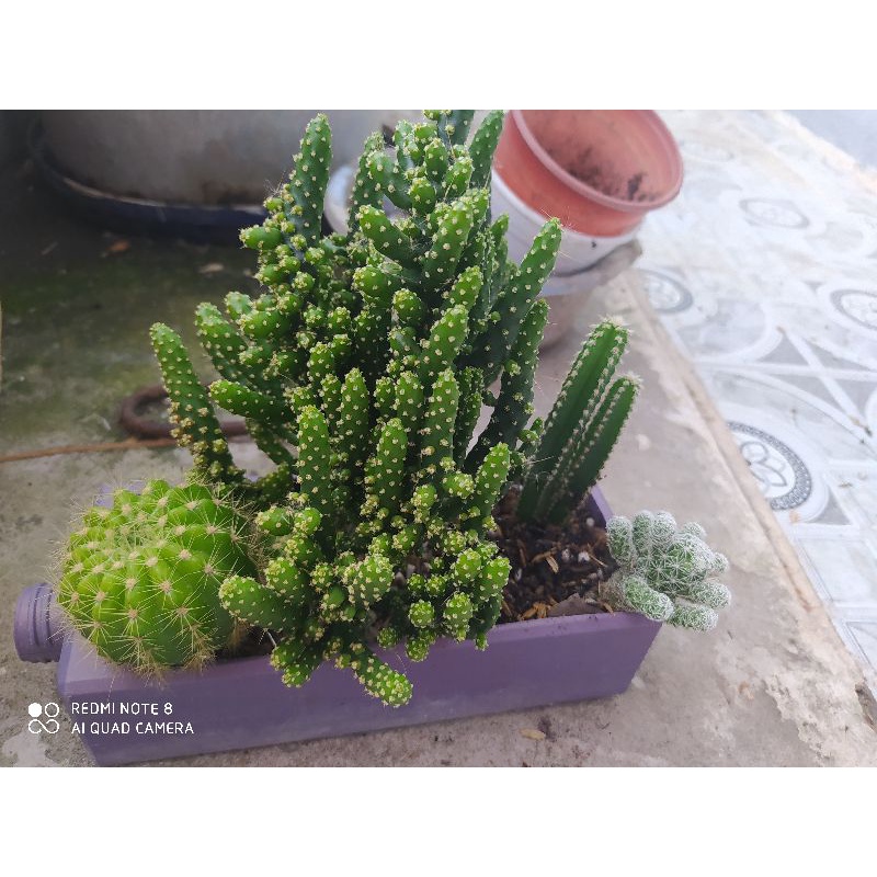 Combo 4cây xương rồng