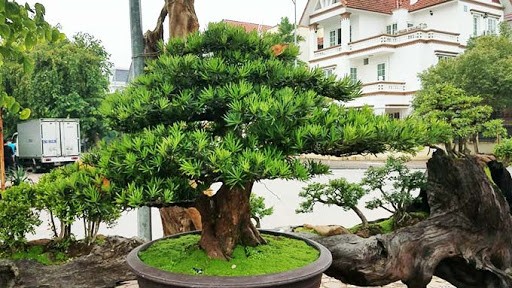 Cây giống tùng la hán khỏe đẹp