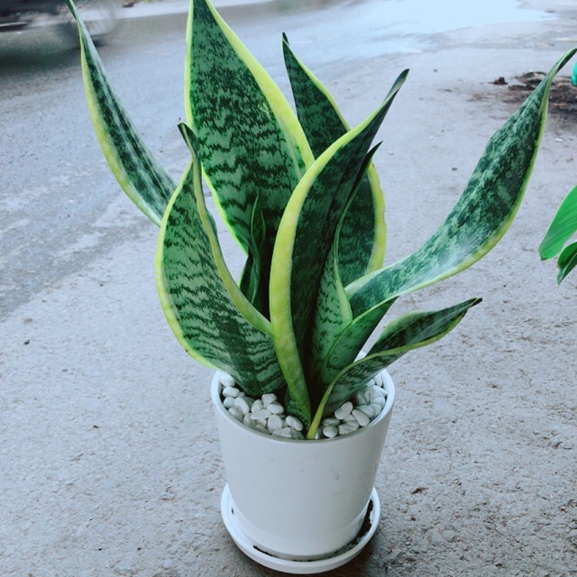Chậu Lưỡi Hổ Cao
