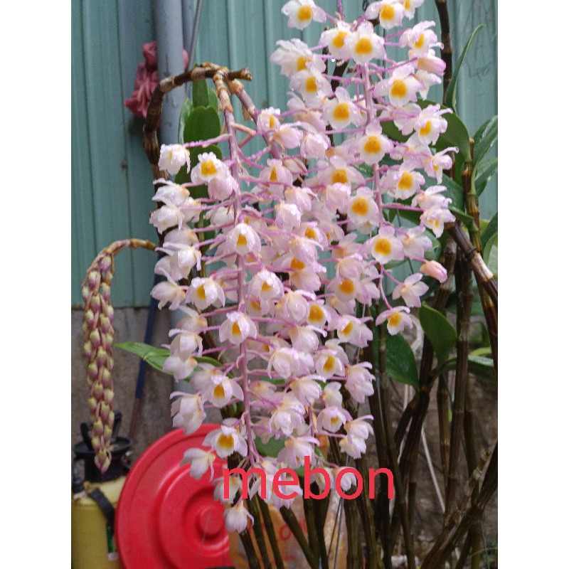 LAN RỪNG KIỀU  TÍM ( 1cụm)