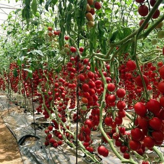 30 Hạt giống cà chua chùm leo giàn