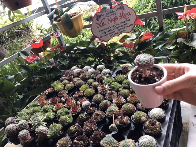 Sen đá siêu đẹp cây y hình