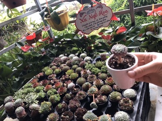 Sen đá siêu đẹp cây y hình