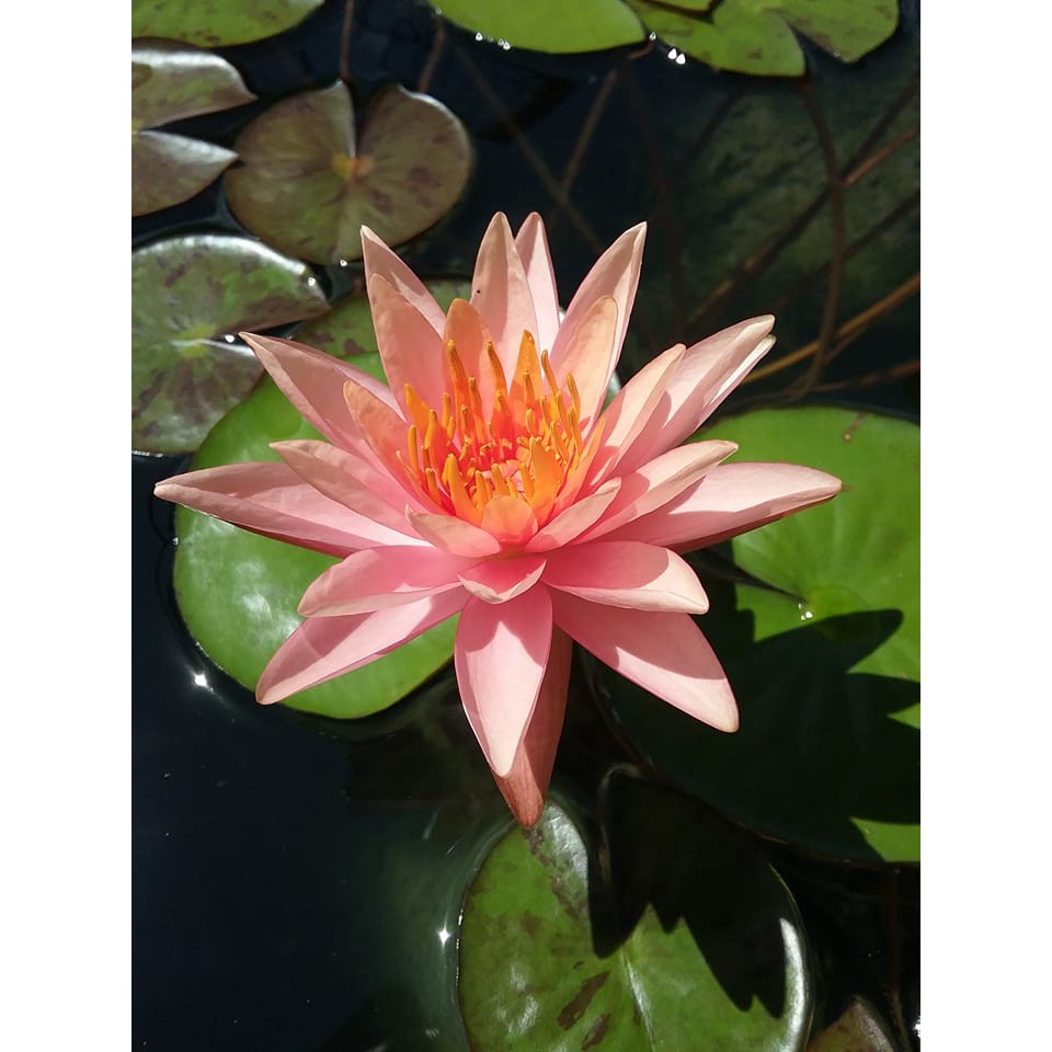 Sale 70%  Cây Hoa súng Thái Lan màu cà rốt Đ-02