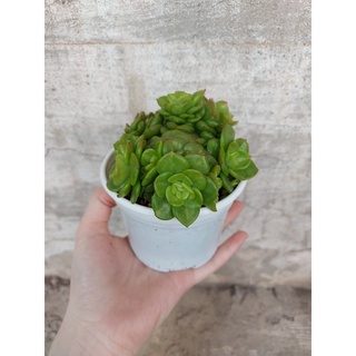 Sen đá lục bích cỡ to
