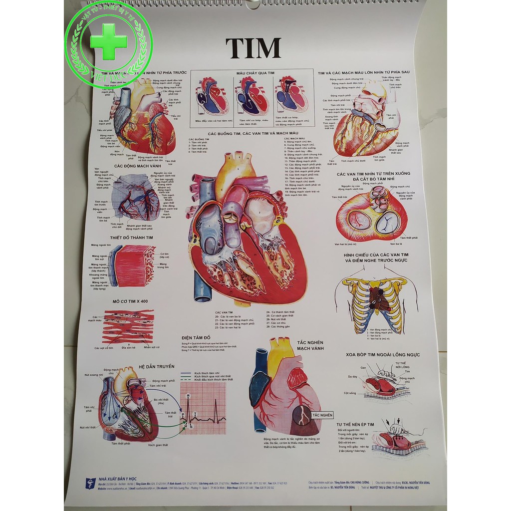 Tranh giải phẫu 13 tờ