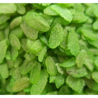 Cốm dẹp xanh - trăng 1kg