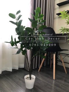 Cây Hạnh Phúc tặng giỏ cói cao cấp