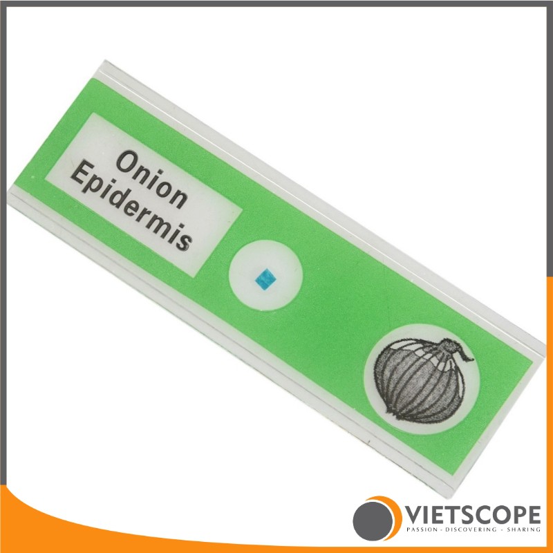 Bộ 12 mẫu tiêu bản đã qua xử lý dành cho kính hiển vi - Lam kính nhựa ABS