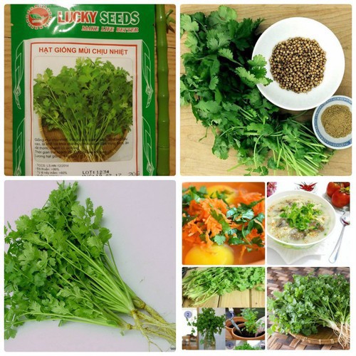 Hạt giống rau mùi ta chịu nhiệt - 20gr