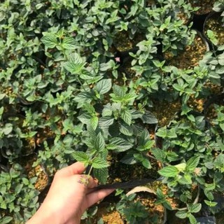 Cây ngũ sẵ tím rủ