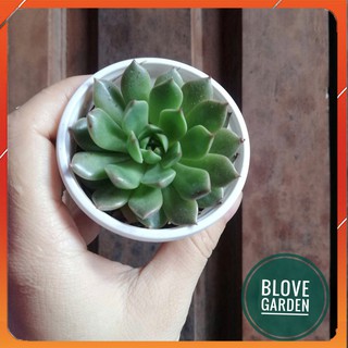 Sen đá phật bà  SIZE TRUNG dùng để trang trí bàn làm việc, văn phòng, cây cảnh mini để bàn