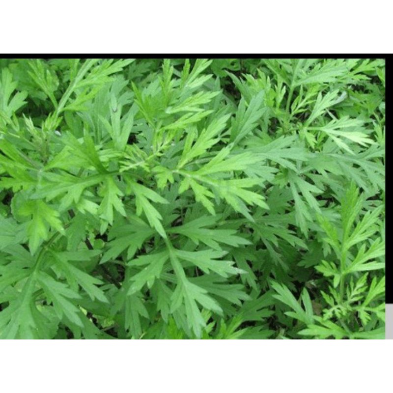 CÂY NGẢI CỨU (CÓ BẦU ĐẤT)