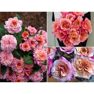 (1 chậu) cây hoa hồng nhật Miyabi Rose (hồng bụi)
