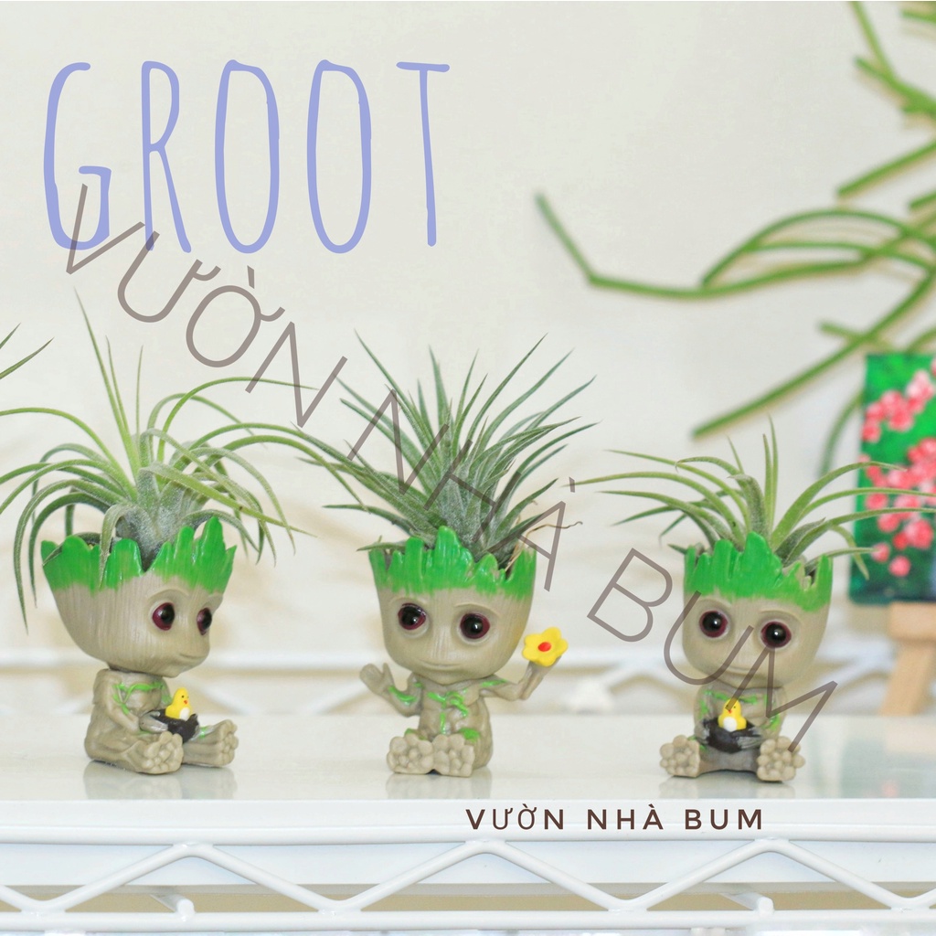 SET CÂY KHÔNG KHÍ 'I AM GROOT'