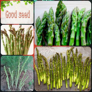 ⚡️HẠT GIỐNG MĂNG TÂY XANH F1 GÓI 30 HẠT⚡️ NẢY MẦM TRÊN 90%