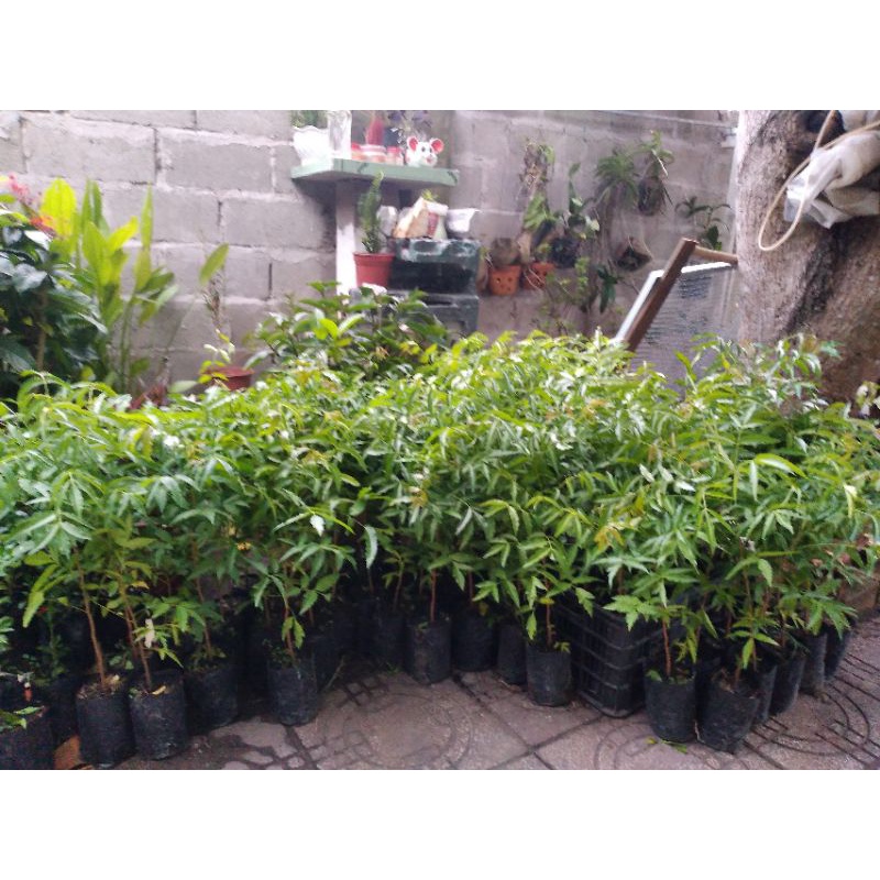 Cây Sầu Đâu Giống