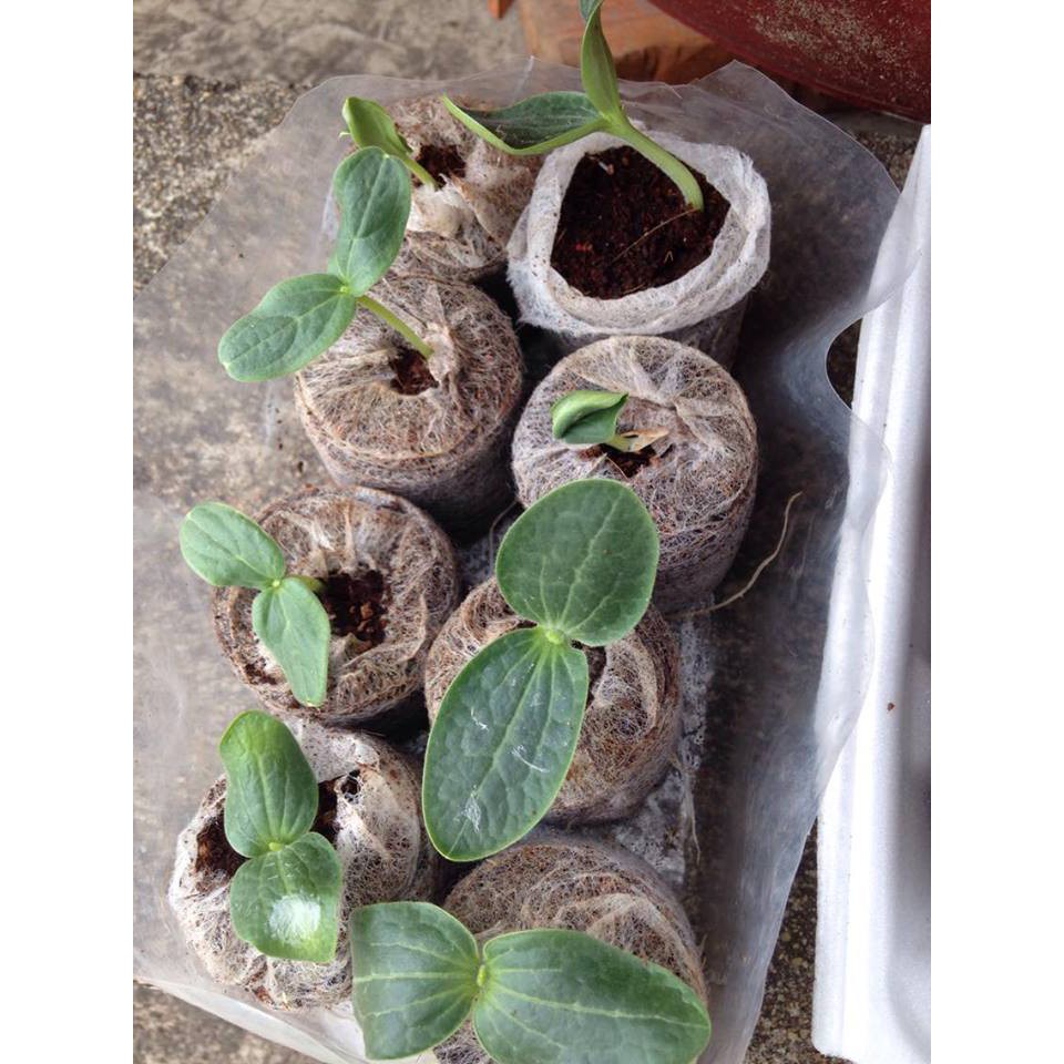( SIÊU HOT ) Hạt giống bí leo giàn (bí đỏ hạt đậu) 2gr