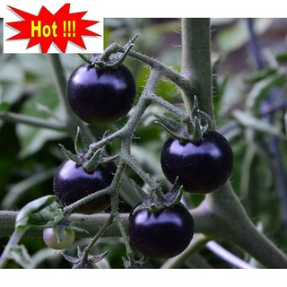 Hạt giống Cà chua đen F1 (10 hạt)