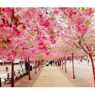 Hạt giống hoa anh đào 10 hạt