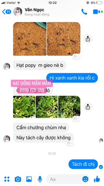 Cẩm chướng 50k/1.200 hạt