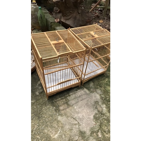 Lông ép mộc mào. phun pk