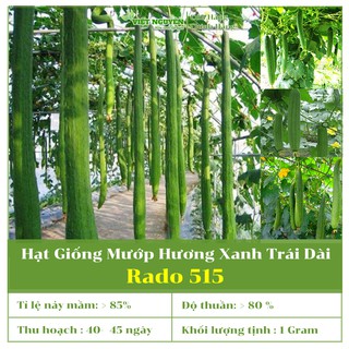 Hạt Giống Mướp Hương Xanh Trái Dài Rado 32 Dễ trồng, dễ chăm sóc, thơm ngon, năng suất cao, nhanh thu hoạch