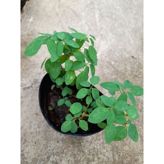 Chậu giống hoa tuyết cầu