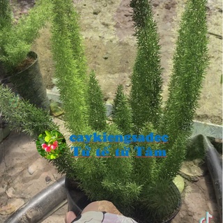 caykiengsadec - Cây đuôi chồn - tặng phân bón-hoa kiểng lá-trang trí cảnh quan sân vườn ngoài trời