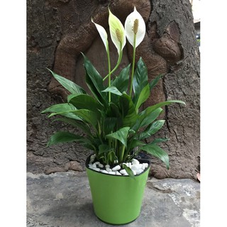 Chậu tự dưỡng thông minh 2 lớp