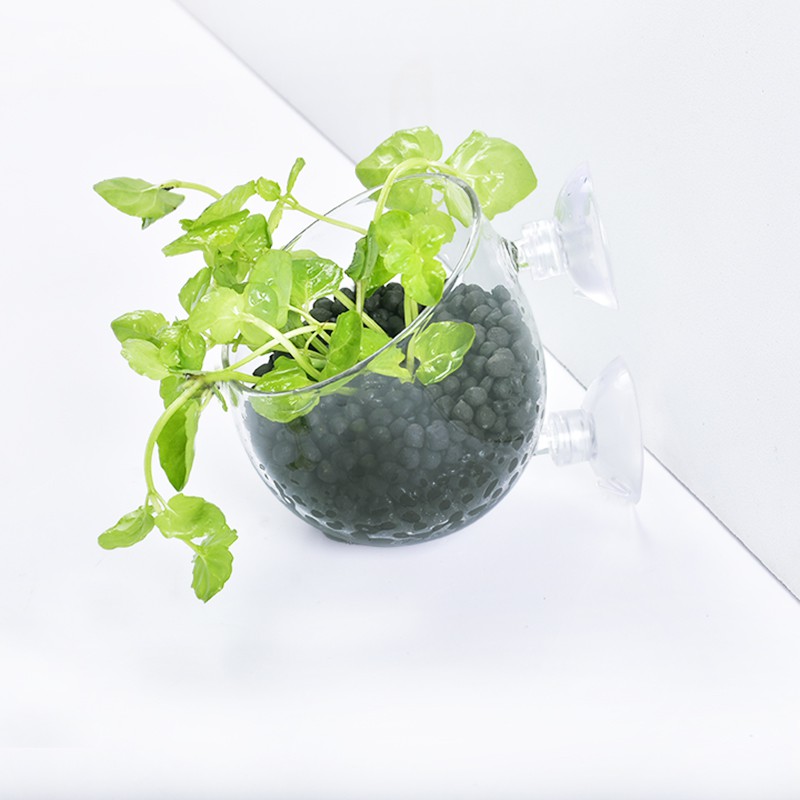 Cốc trồng cây thủy sinh trang trí bể cá