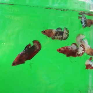 Betta  food