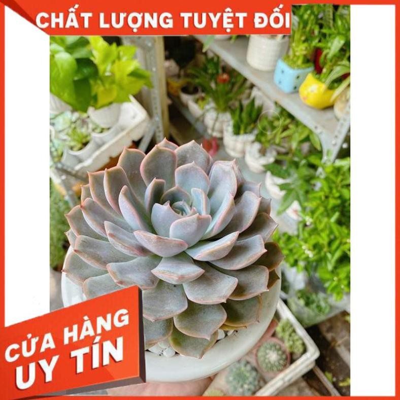 Chậu Sen Đá Tím Cánh Cứng Nhiều Người Mua