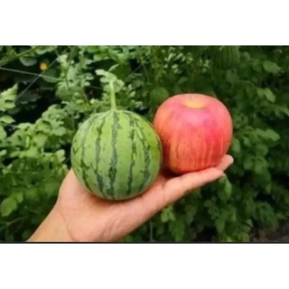 Gói 2g hạt giống dưa hấu Baby - Baby Watermelon - shop BÉ MẦM 06 HCM