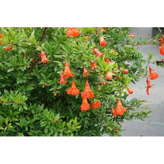 [Cây ăn quả] lựu đỏ lùn ta - giao cây trưởng thành - Trang Flowers