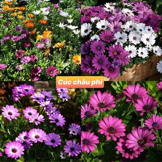Hạt giống cúc châu phi nhiều màu 20 hạt