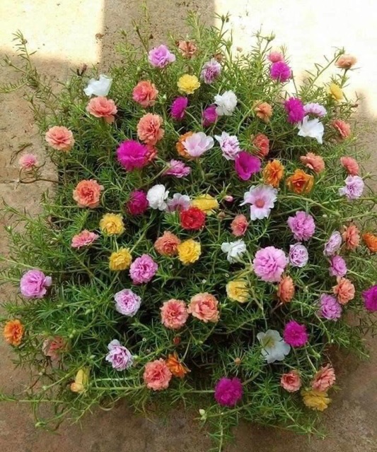 Combo 50 cành HOA MƯỜI GIỜ KÉP mix nhiều màu