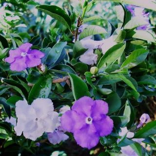 Chậu cây hoa nhài nhật, chậu to, cây đẹp.