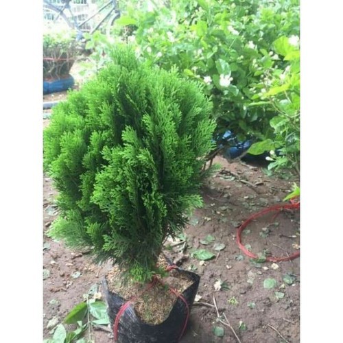 Cây tùng bách diệp