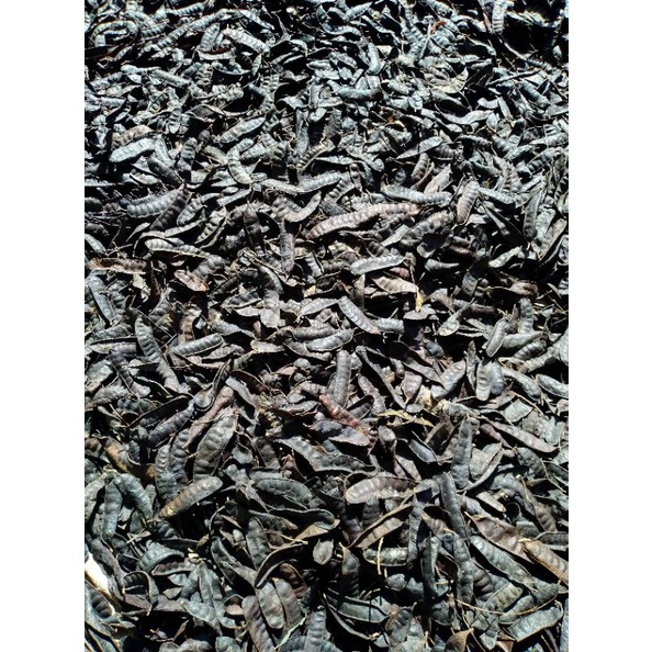 BỒ KẾT RỪNG GIA LAI_VỤ MỚI KHÔNG Ủ THUỐC CHỐNG MỐC. 500GR