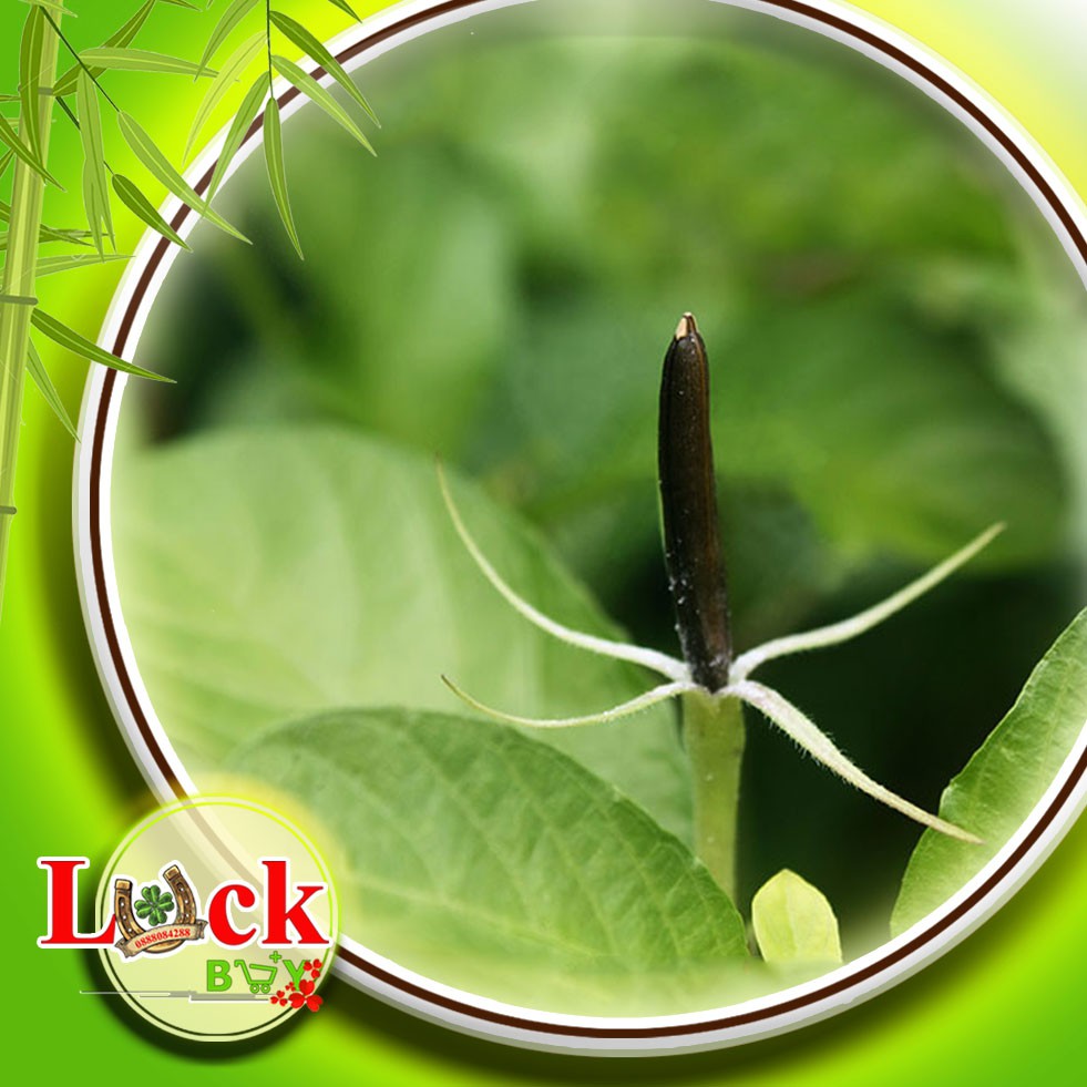 Sâm tanh tách - THUỐC QUÝ chữa bệnh SUY THẬN,THẬN HƯ