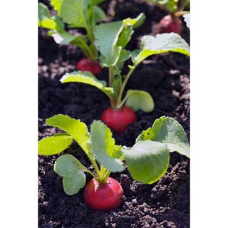 5gr - Hạt Giống Củ Cải Đỏ