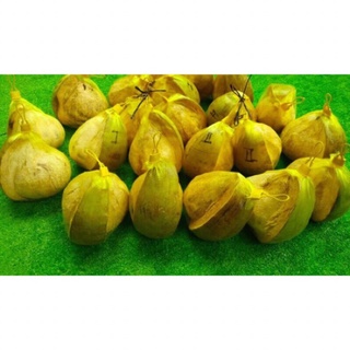Dừa sáp lỡ loại 2 đặc sản cầu kè trà vinh 1.2kg-1.5kg