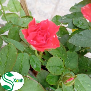 Hoa Hồng Lửa, Dễ Chăm, Lớn Nhanh