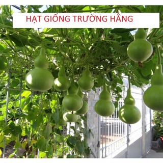 Hạt giống bầu hồ lô cao sản 1 tháng f1