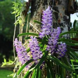 Hoa lan hải yến tím