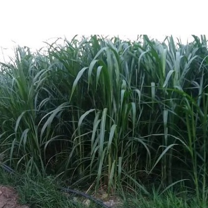 Cỏ Voi Lai Chăn Nuôi (100g), Hạt Giống Cỏ Voi