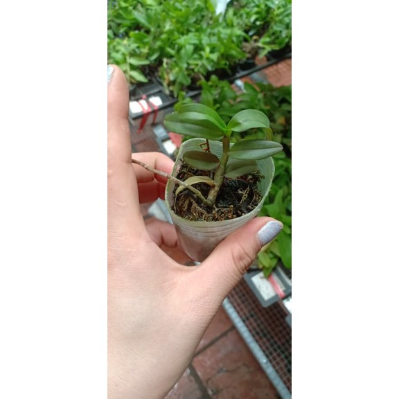 [Rẻ Vô Địch] Phi Điệp Ma Bó ( Cây con giống gieo hạt)