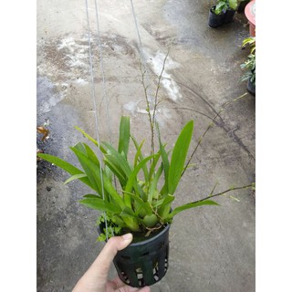Vũ nữ Hồng lâu mộng