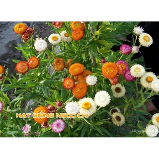 Hạt Giống Hoa Cúc Bất Tử - 100 Hạt